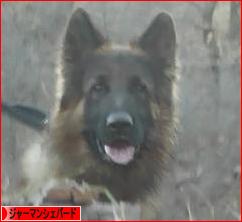 にほんブログ村 犬ブログ ジャーマンシェパードへ