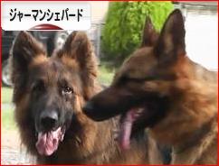 にほんブログ村 犬ブログ ジャーマンシェパードへ