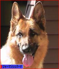 にほんブログ村 犬ブログ ジャーマンシェパードへ