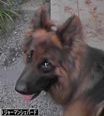 にほんブログ村 犬ブログ ジャーマンシェパードへ