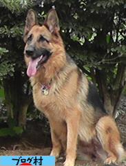 にほんブログ村 犬ブログ ジャーマンシェパードへ