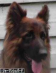 にほんブログ村 犬ブログ ジャーマンシェパードへ