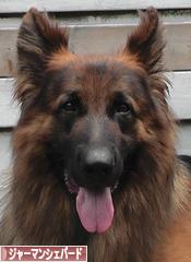 にほんブログ村 犬ブログ ジャーマンシェパードへ