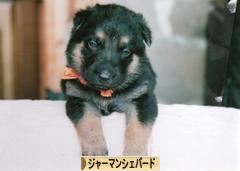 にほんブログ村 犬ブログ ジャーマンシェパードへ
