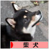 にほんブログ村 犬ブログ 柴犬へ
