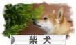 にほんブログ村 犬ブログ 柴犬へ