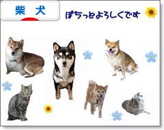 にほんブログ村 犬ブログ 柴犬へ