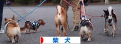 にほんブログ村 犬ブログ 柴犬へ