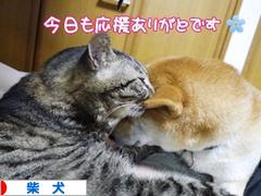 にほんブログ村 犬ブログ 柴犬へ