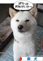 にほんブログ村 犬ブログ 柴犬へ