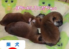 にほんブログ村 犬ブログ 柴犬へ