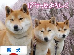 にほんブログ村 犬ブログ 柴犬へ