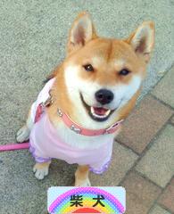 にほんブログ村 犬ブログ 柴犬へ
