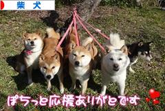 にほんブログ村 犬ブログ 柴犬へ