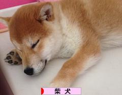 にほんブログ村 犬ブログ 柴犬へ