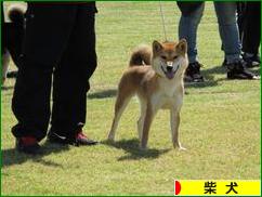 にほんブログ村 犬ブログ 柴犬へ