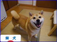 にほんブログ村 犬ブログ 柴犬へ