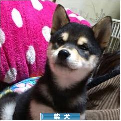にほんブログ村 犬ブログ 柴犬へ