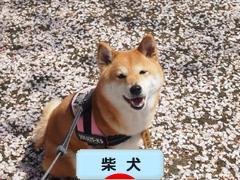 にほんブログ村 犬ブログ 柴犬へ