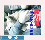 にほんブログ村 犬ブログ 柴犬へ