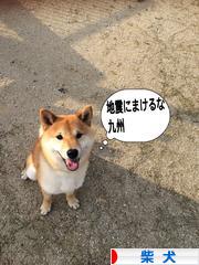 にほんブログ村 犬ブログ 柴犬へ