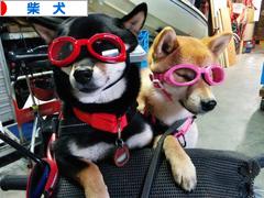 にほんブログ村 犬ブログ 柴犬へ