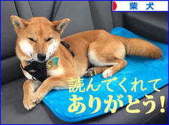 にほんブログ村 犬ブログ 柴犬へ