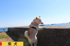 にほんブログ村 犬ブログ 柴犬へ