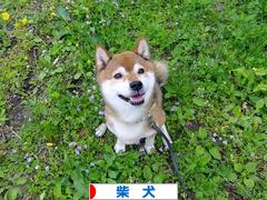にほんブログ村 犬ブログ 柴犬へ