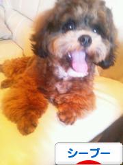 にほんブログ村 犬ブログ シープーへ