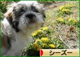 にほんブログ村 犬ブログ シーズーへ