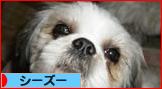 にほんブログ村 犬ブログ シーズーへ
