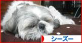にほんブログ村 犬ブログ シーズーへ