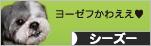 にほんブログ村 犬ブログ シーズーへ