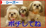 にほんブログ村 犬ブログ シーズーへ