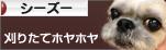 にほんブログ村 犬ブログ シーズーへ