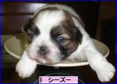 にほんブログ村 犬ブログ シーズーへ