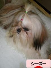 にほんブログ村 犬ブログ シーズーへ