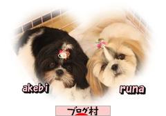 にほんブログ村 犬ブログ シーズーへ