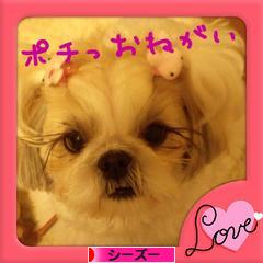 にほんブログ村 犬ブログ シーズーへ