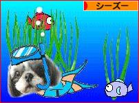 にほんブログ村 犬ブログ シーズーへ