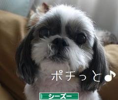 にほんブログ村 犬ブログ シーズーへ