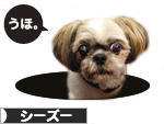 にほんブログ村 犬ブログ シーズーへ