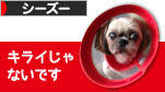にほんブログ村 犬ブログ シーズーへ