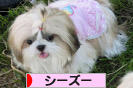 にほんブログ村 犬ブログ シーズーへ