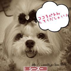 にほんブログ村 犬ブログ シーズーへ