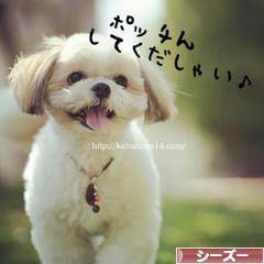 にほんブログ村 犬ブログ シーズーへ