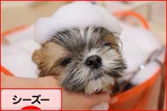 にほんブログ村 犬ブログ シーズーへ