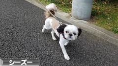 にほんブログ村 犬ブログ シーズーへ