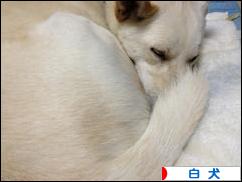 にほんブログ村 犬ブログ 白犬へ